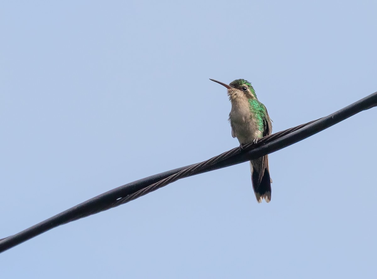 kolibřík cozumelský - ML521986001