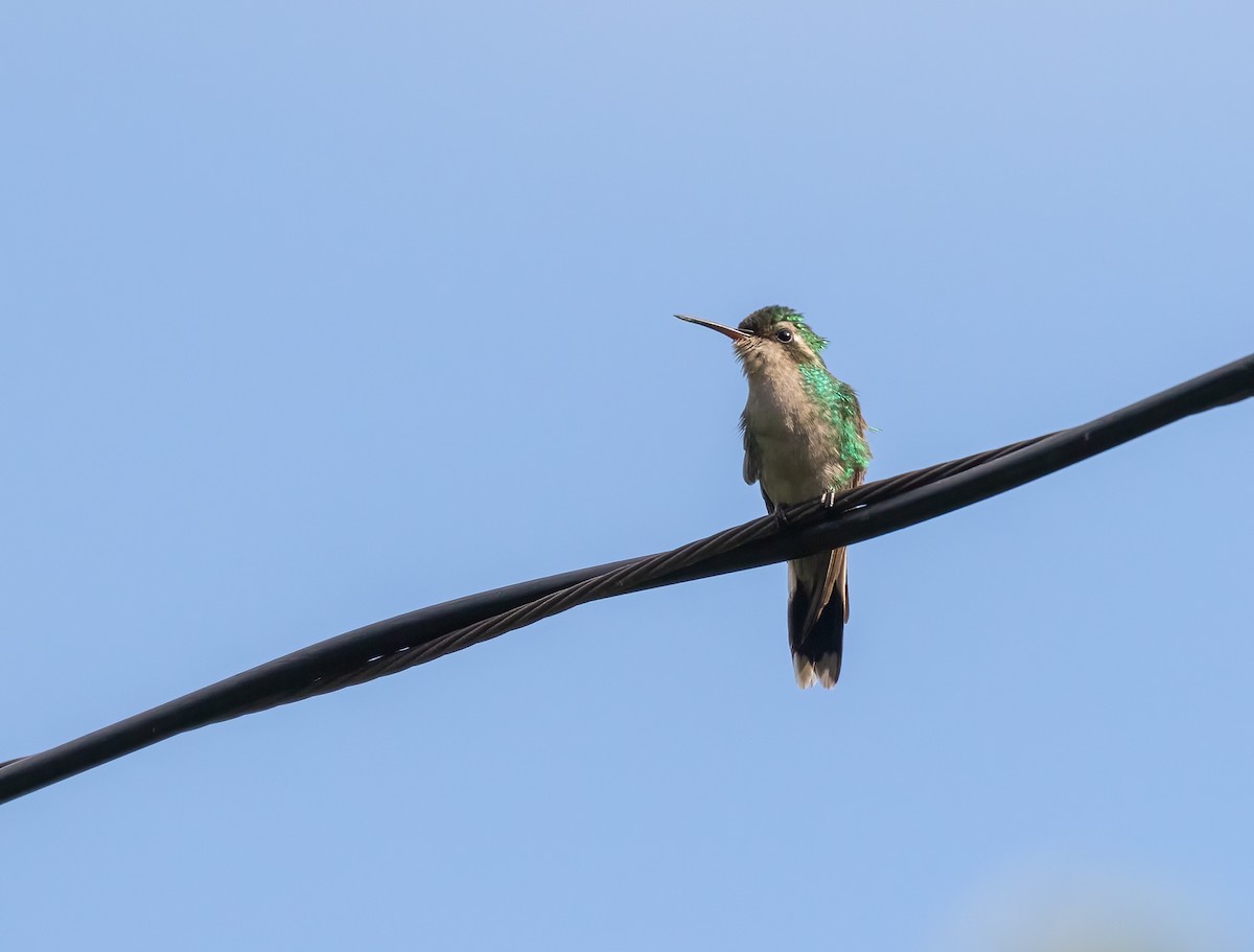 kolibřík cozumelský - ML521986011