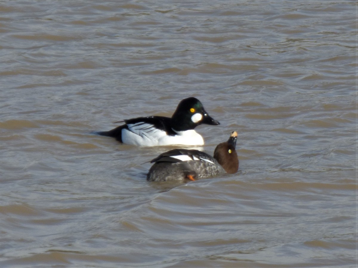 Common Goldeneye - ML521986321