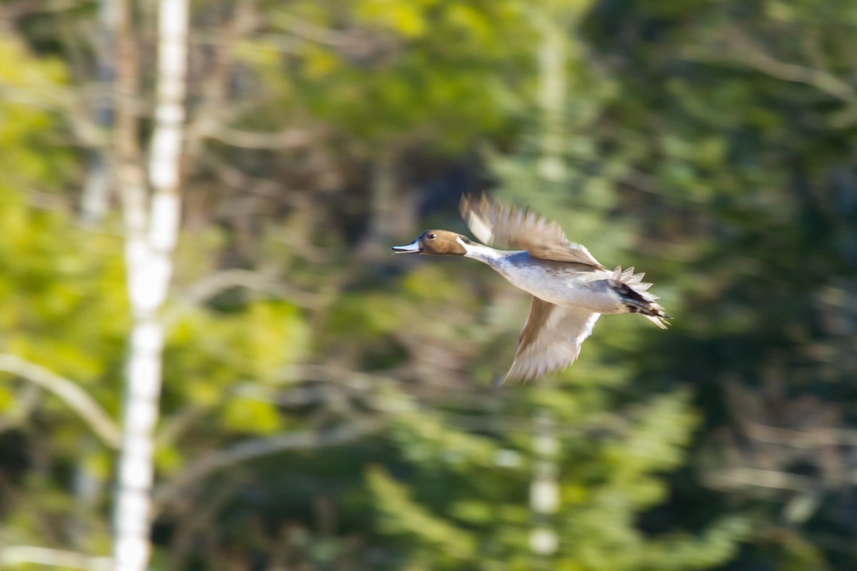 Northern Pintail - ML521987541