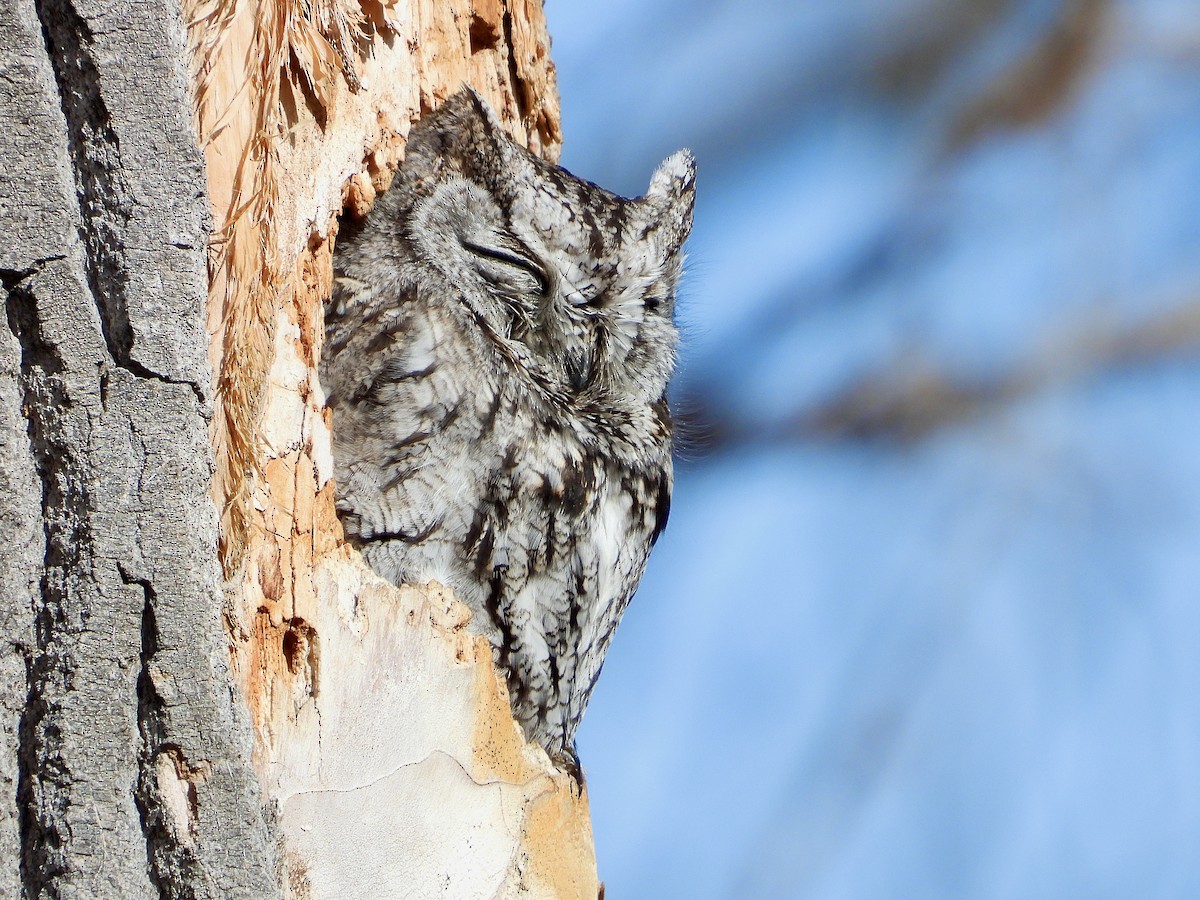 Western Screech-Owl - Bill Schneider