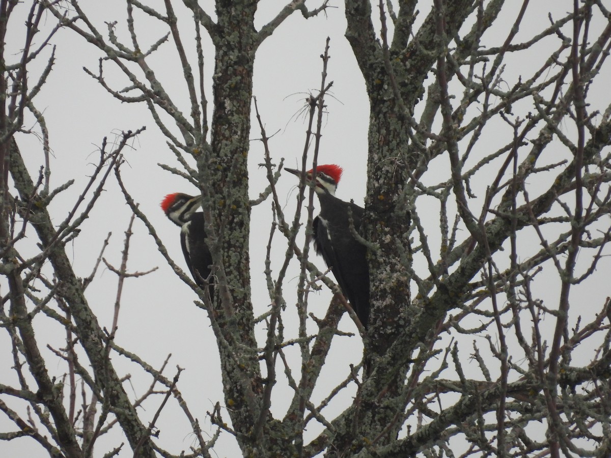 Pileated Woodpecker - ML521989861