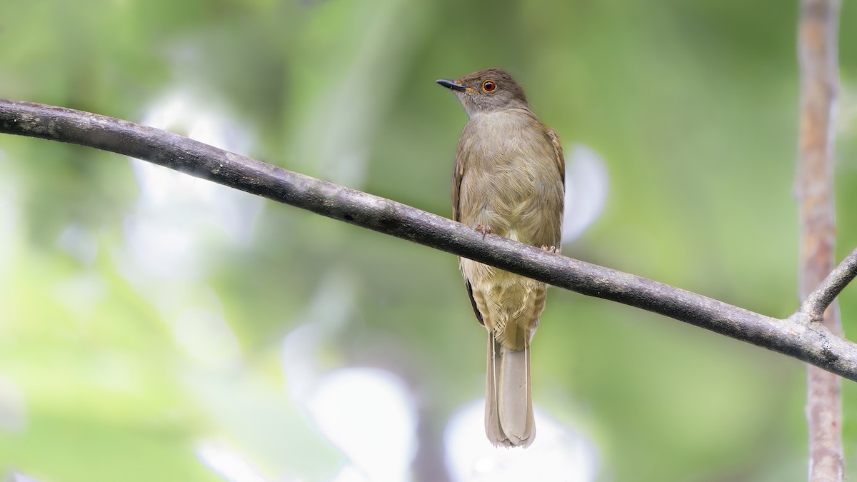 Spectacled Bulbul - ML521991361