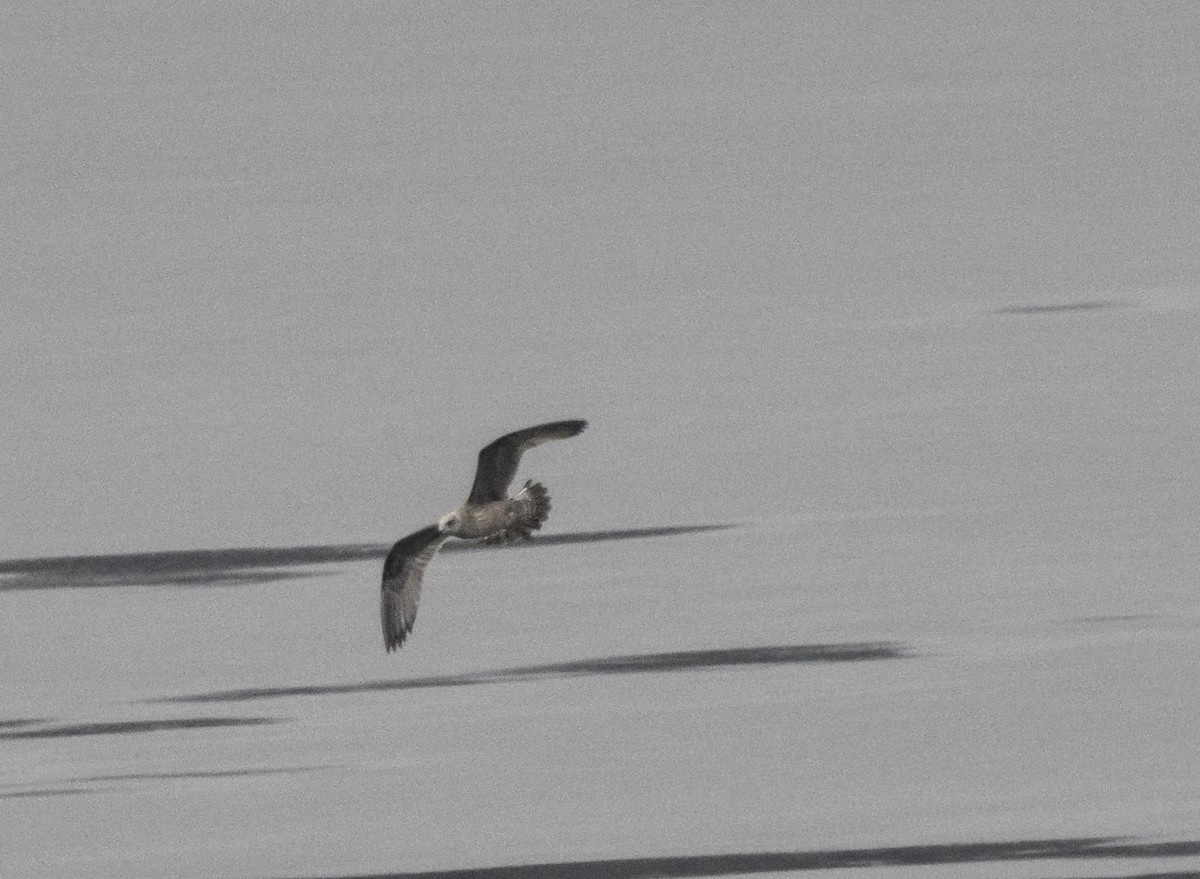 Herring Gull - ML521992081