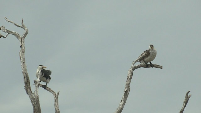 Little Pied Cormorant - ML521992761