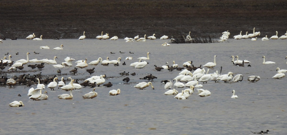 Tundra Swan - ML521996091