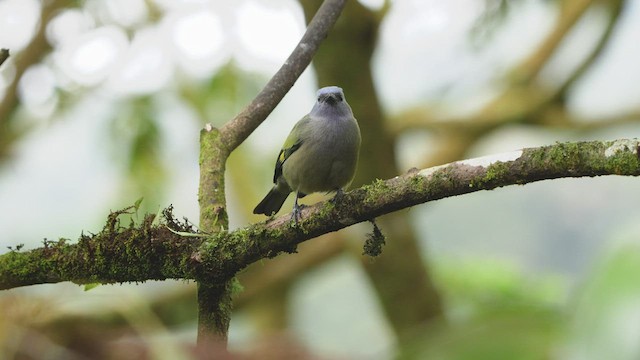 Yellow-winged Tanager - ML521997251