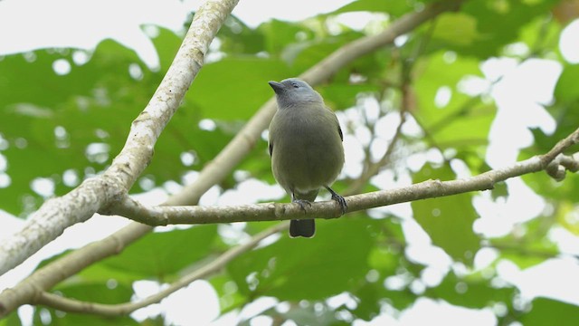 Yellow-winged Tanager - ML521997271