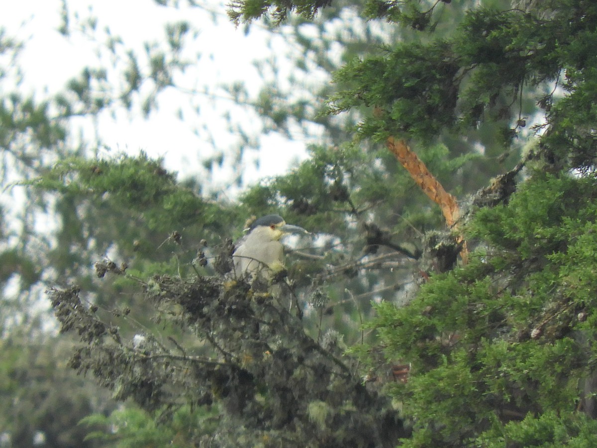 Black-crowned Night Heron - ML521999811