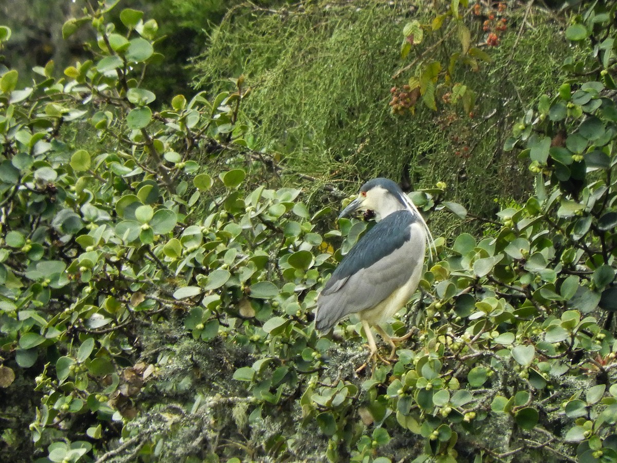 Black-crowned Night Heron - ML521999821