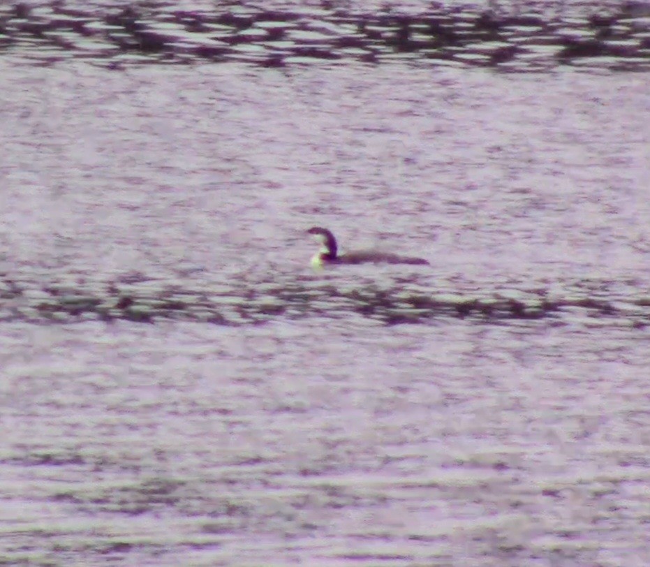 Common Loon - ML522001991