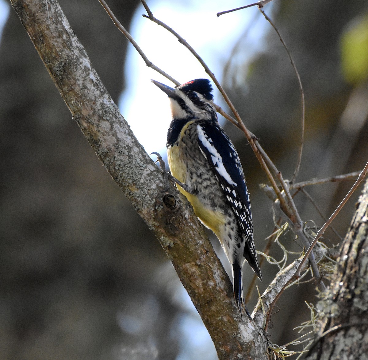 Yellow-bellied Sapsucker - ML522002661