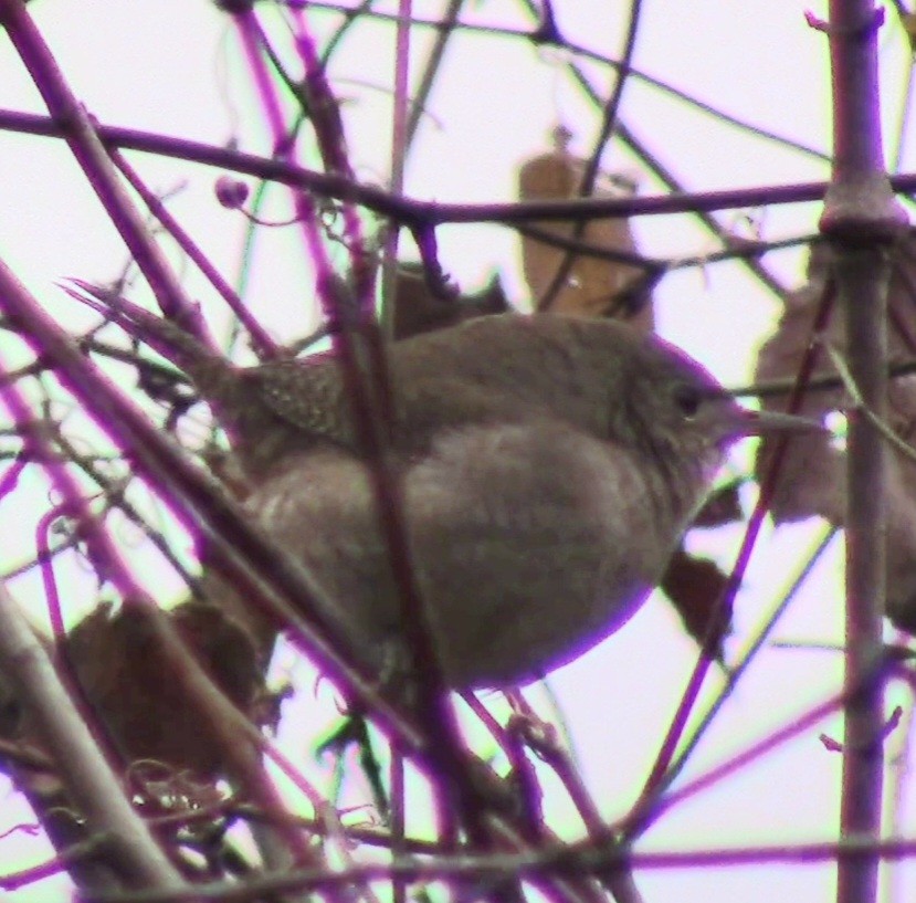 House Wren - ML522003481