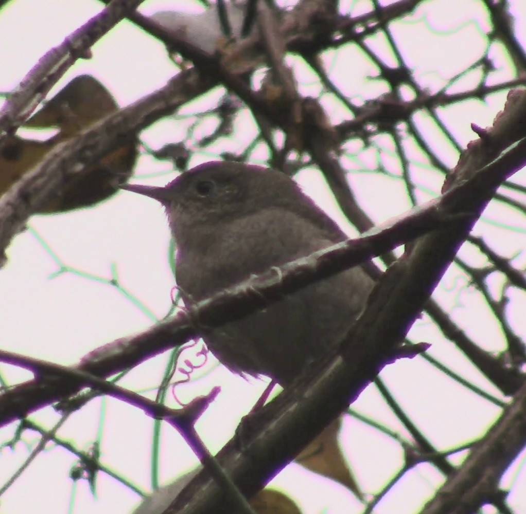 House Wren - ML522003491