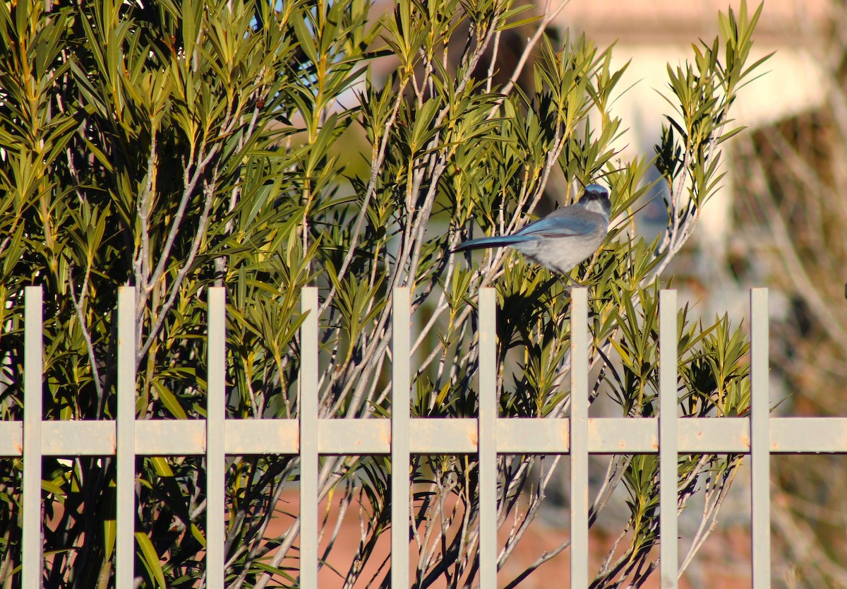 Woodhouse's Scrub-Jay - ML522003941