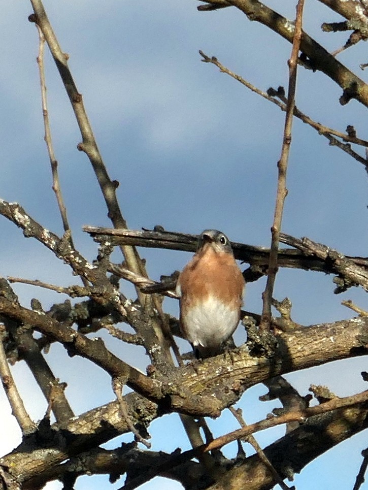 Eastern Bluebird - ML522009101