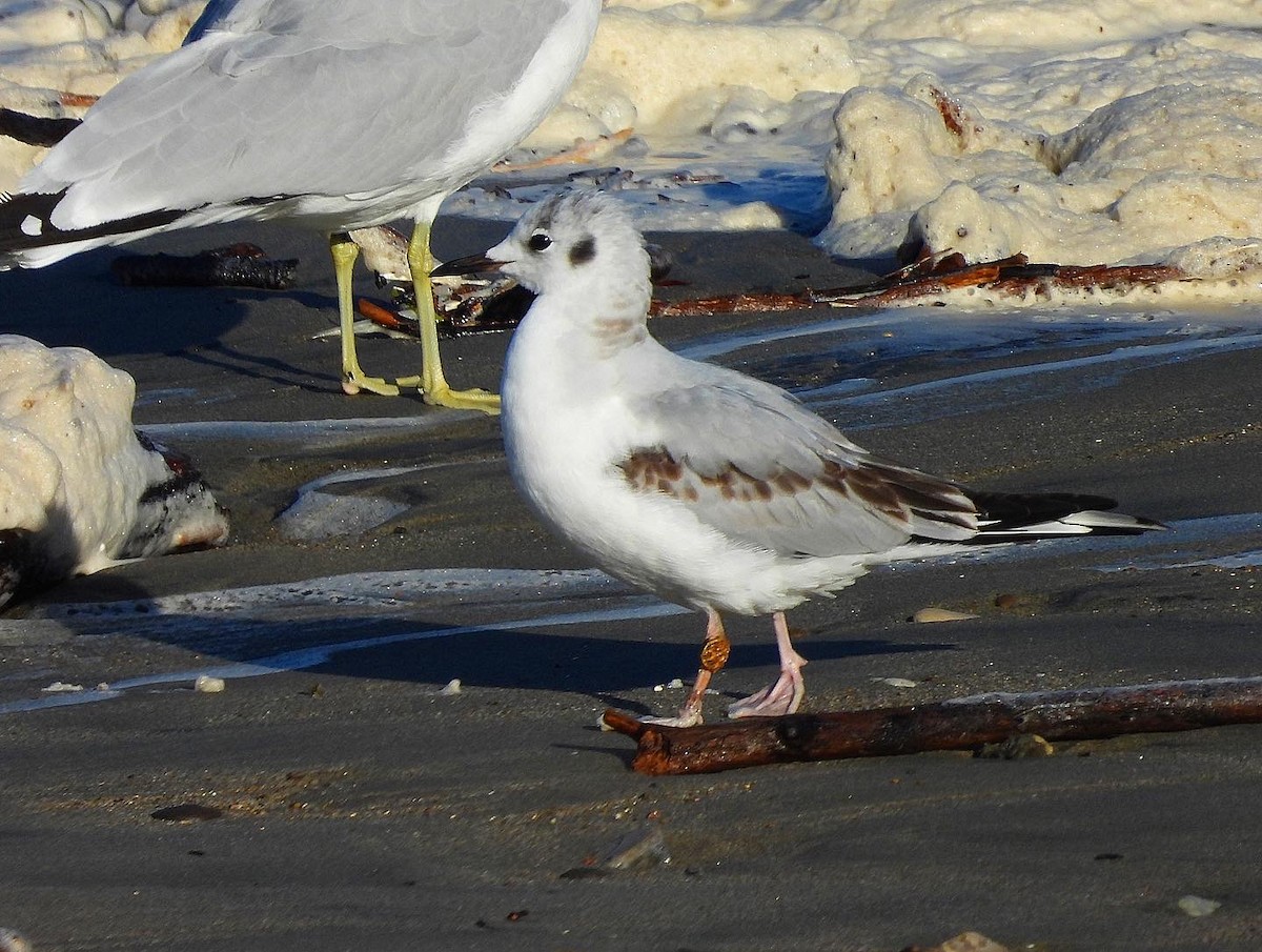 Mouette de Bonaparte - ML522009591