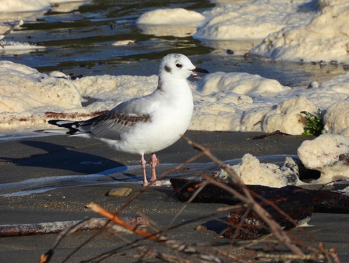 Mouette de Bonaparte - ML522009601