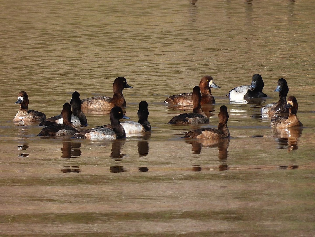 Lesser Scaup - ML522009811