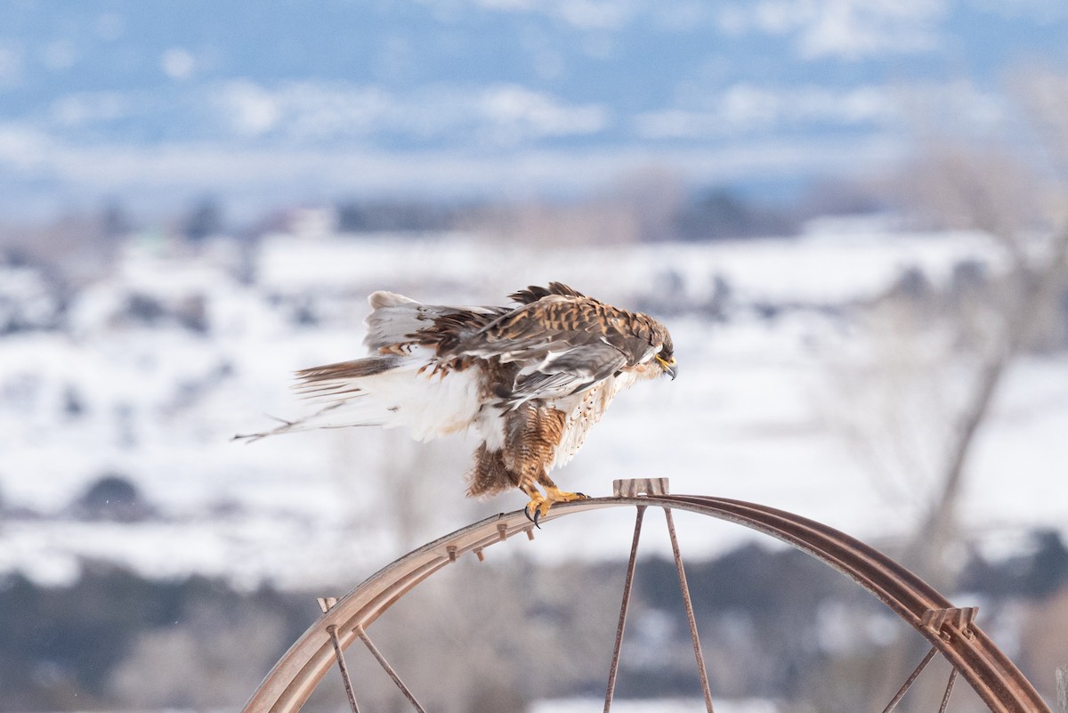 Ferruginous Hawk - ML522012431