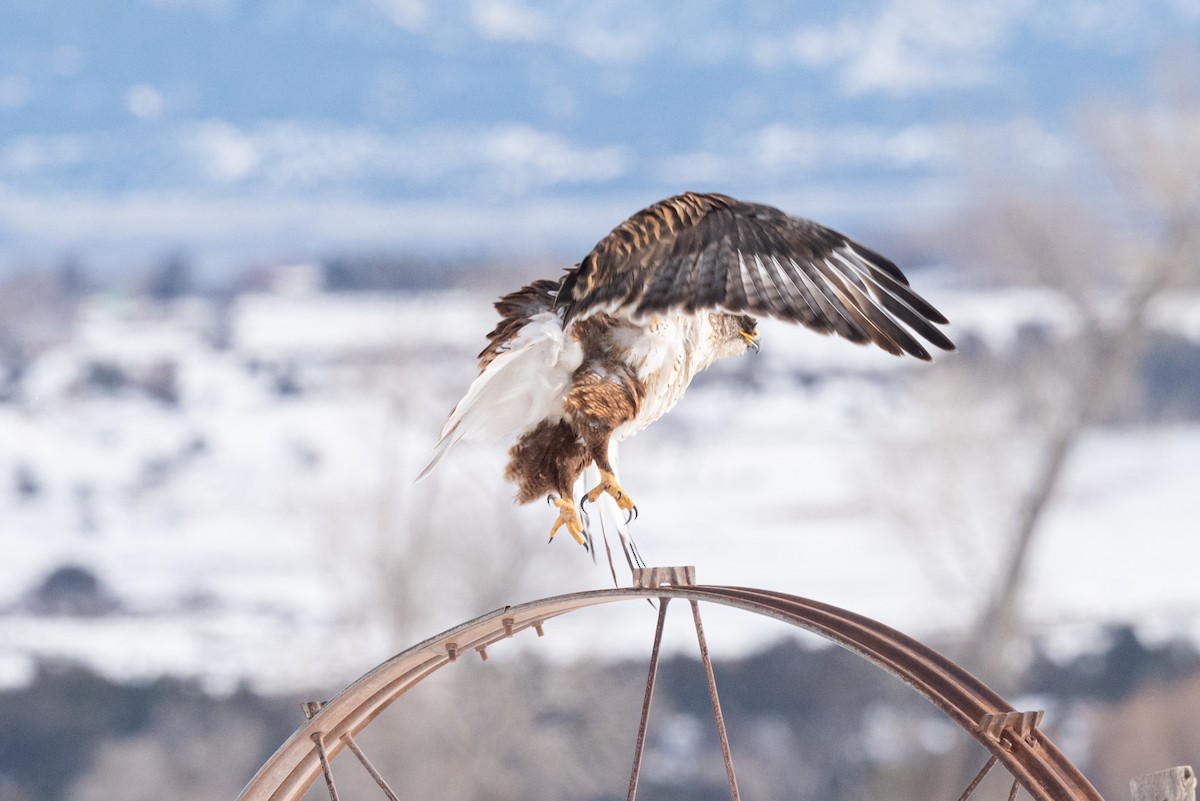 Ferruginous Hawk - ML522012461