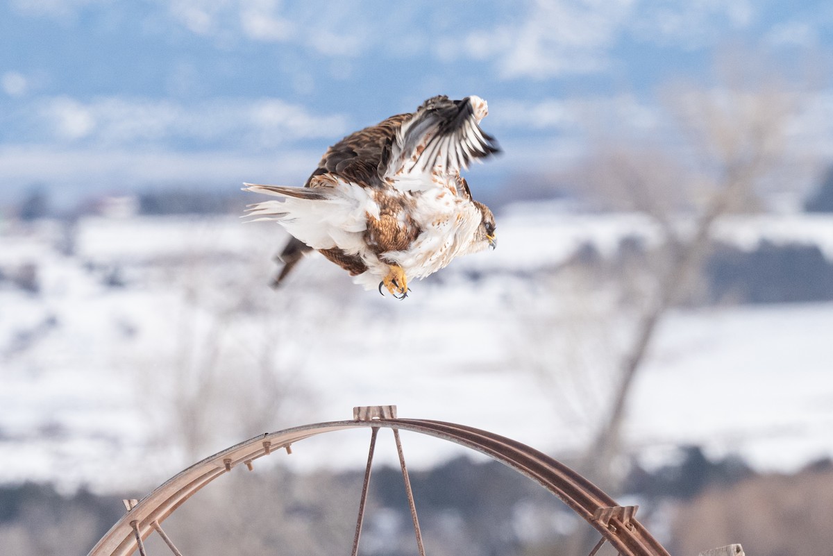 Ferruginous Hawk - ML522012501