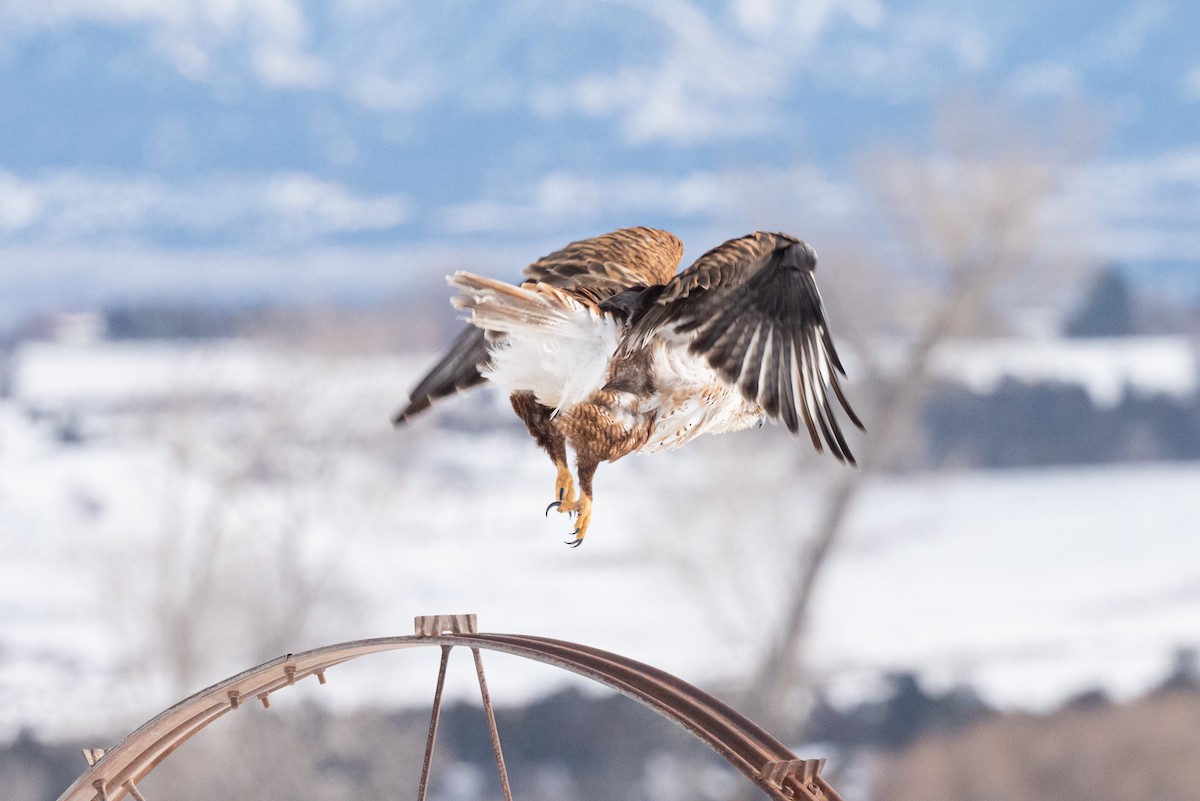 Ferruginous Hawk - ML522012511