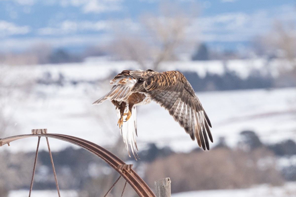 Ferruginous Hawk - ML522012541