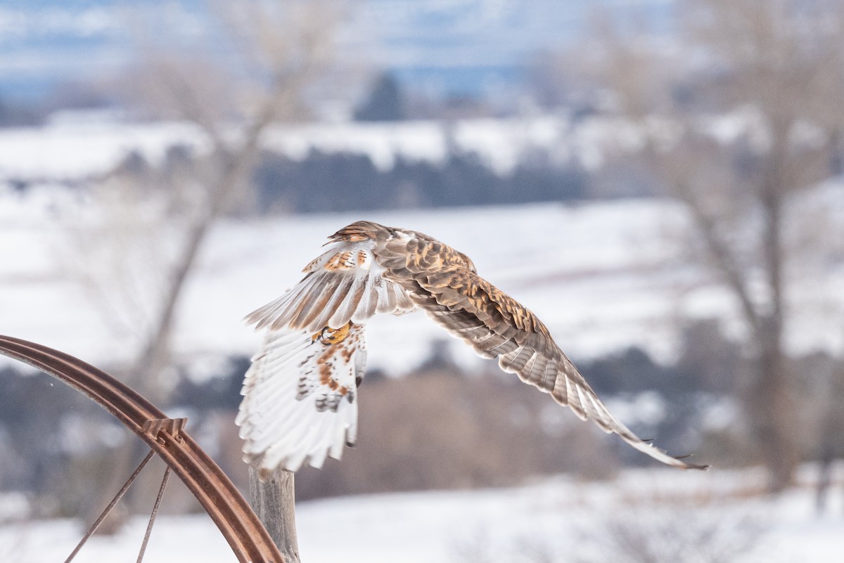 Ferruginous Hawk - ML522012571