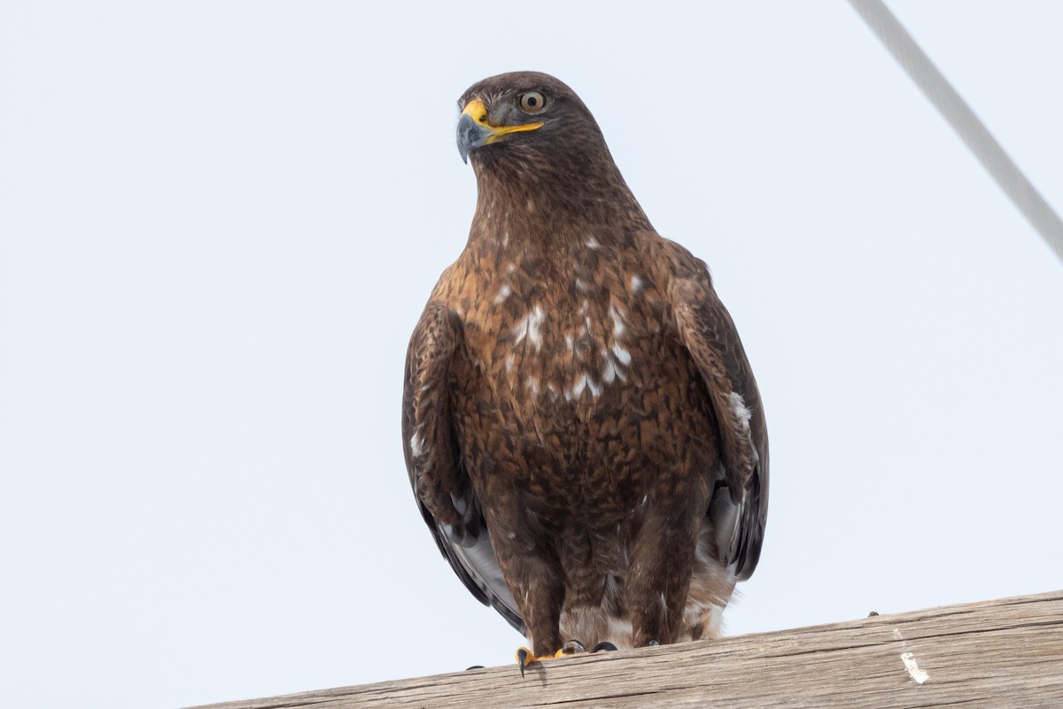 Ferruginous Hawk - ML522012971