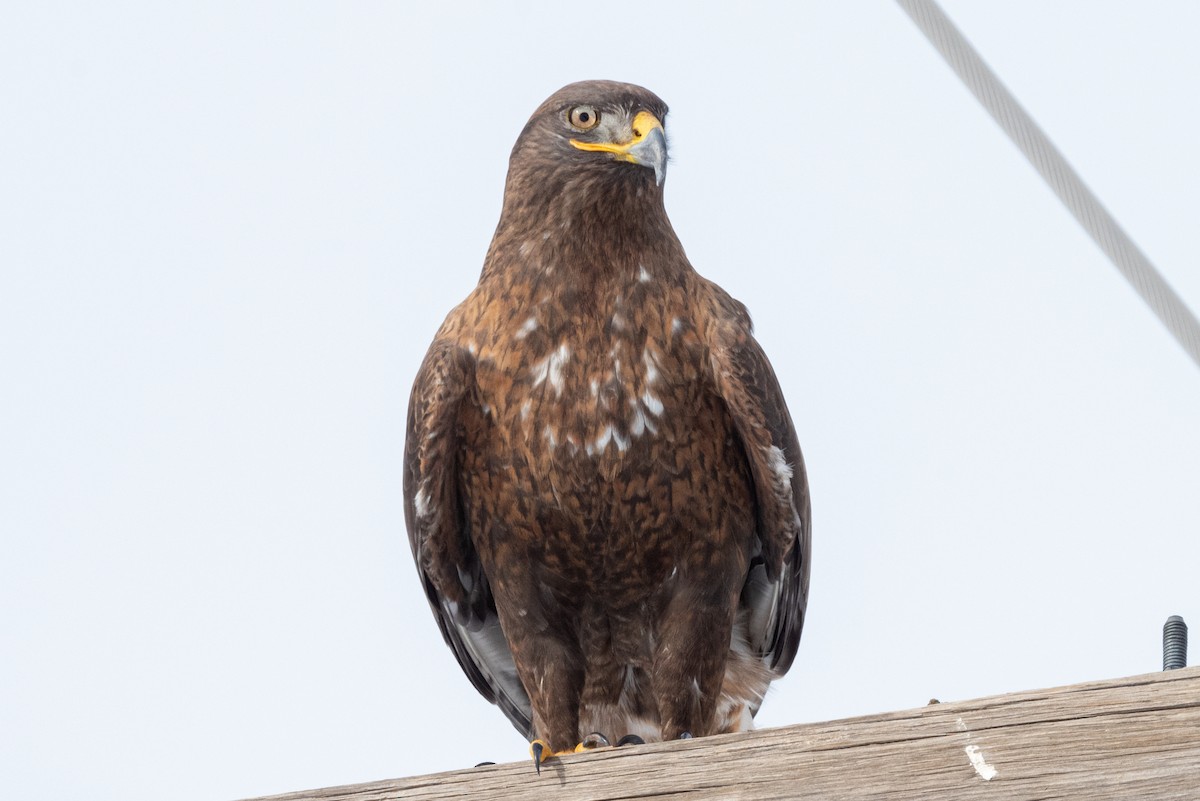 Ferruginous Hawk - ML522013021