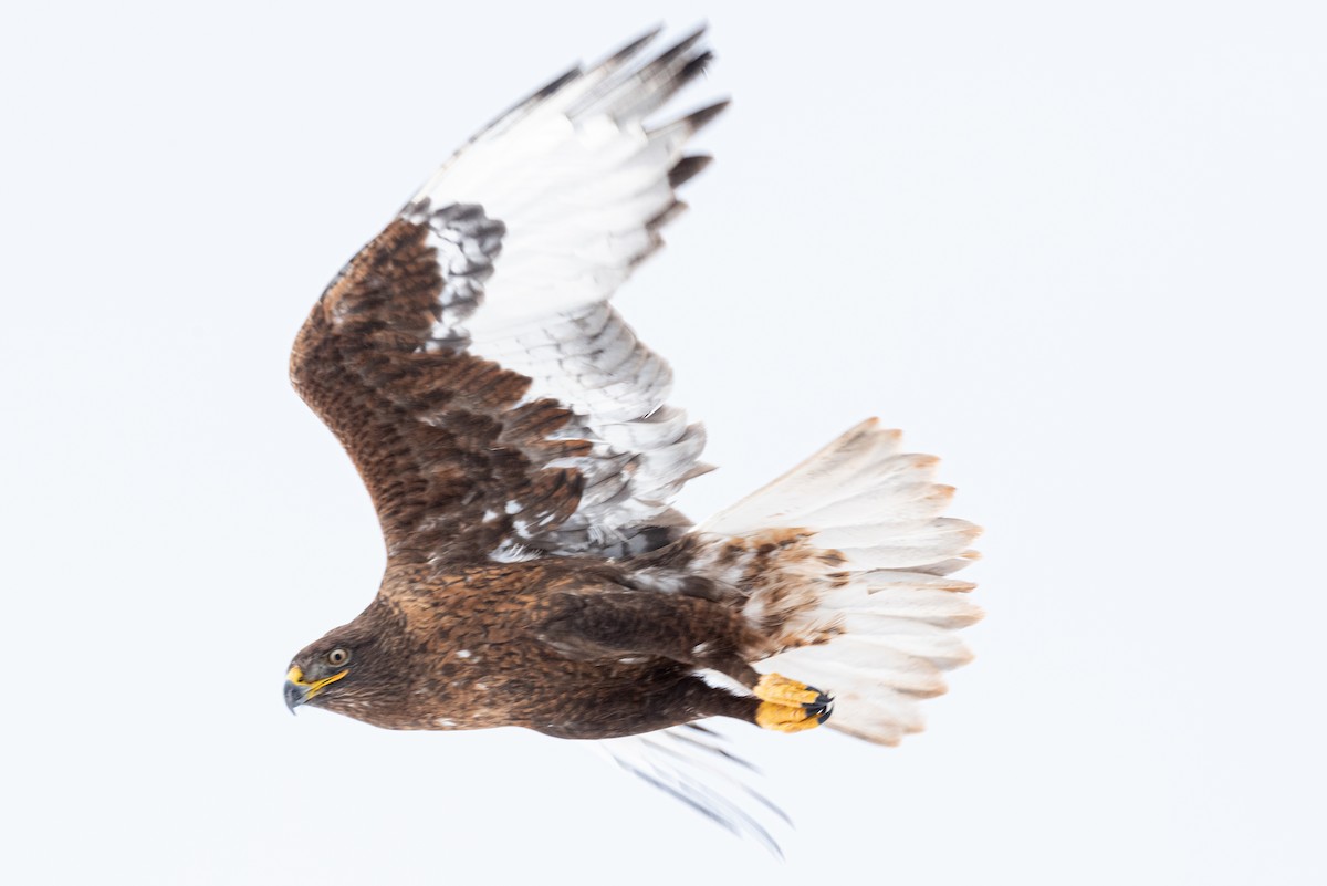 Ferruginous Hawk - ML522013051