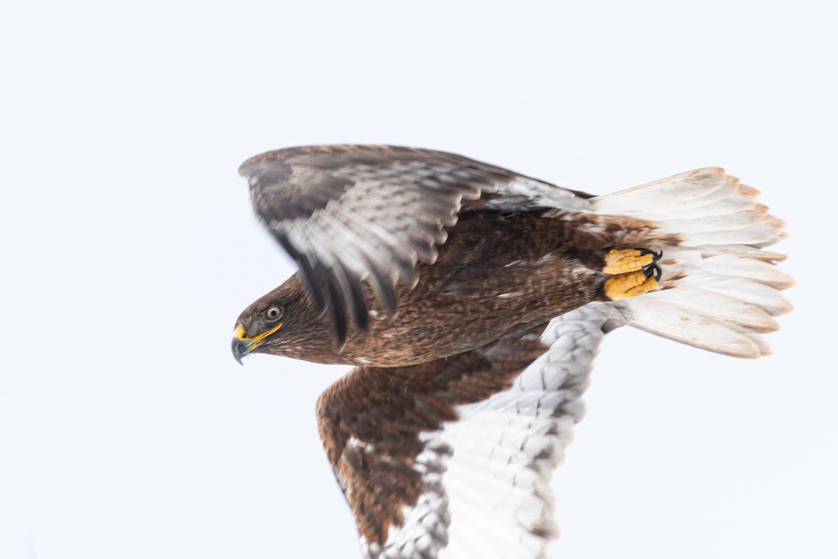 Ferruginous Hawk - ML522013091