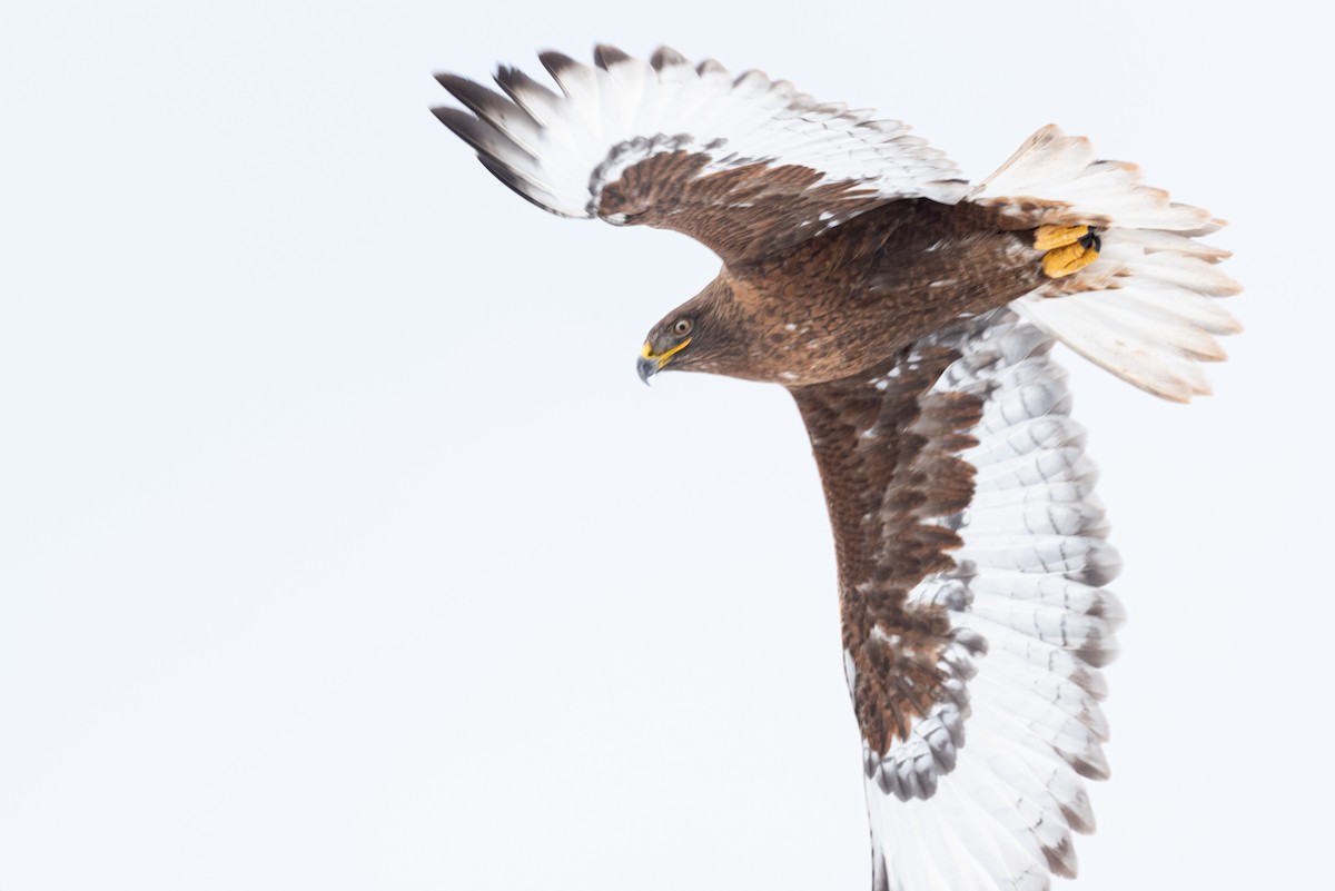 Ferruginous Hawk - ML522013121