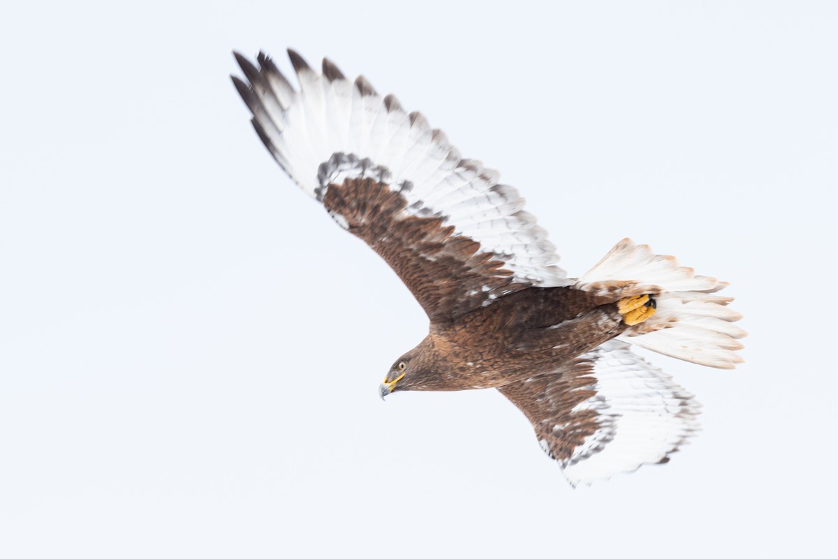 Ferruginous Hawk - ML522013141