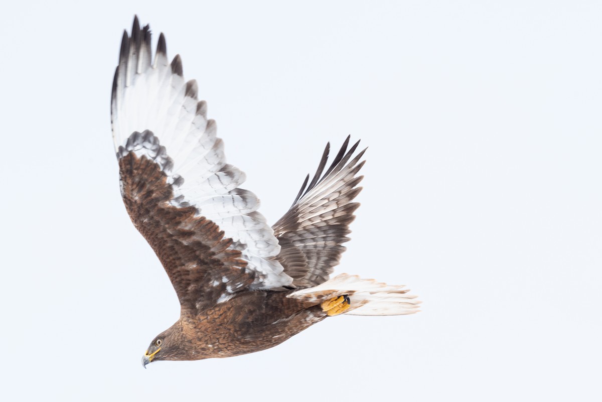 Ferruginous Hawk - ML522013441