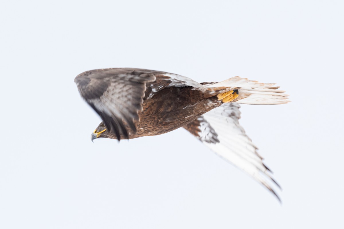 Ferruginous Hawk - ML522013491