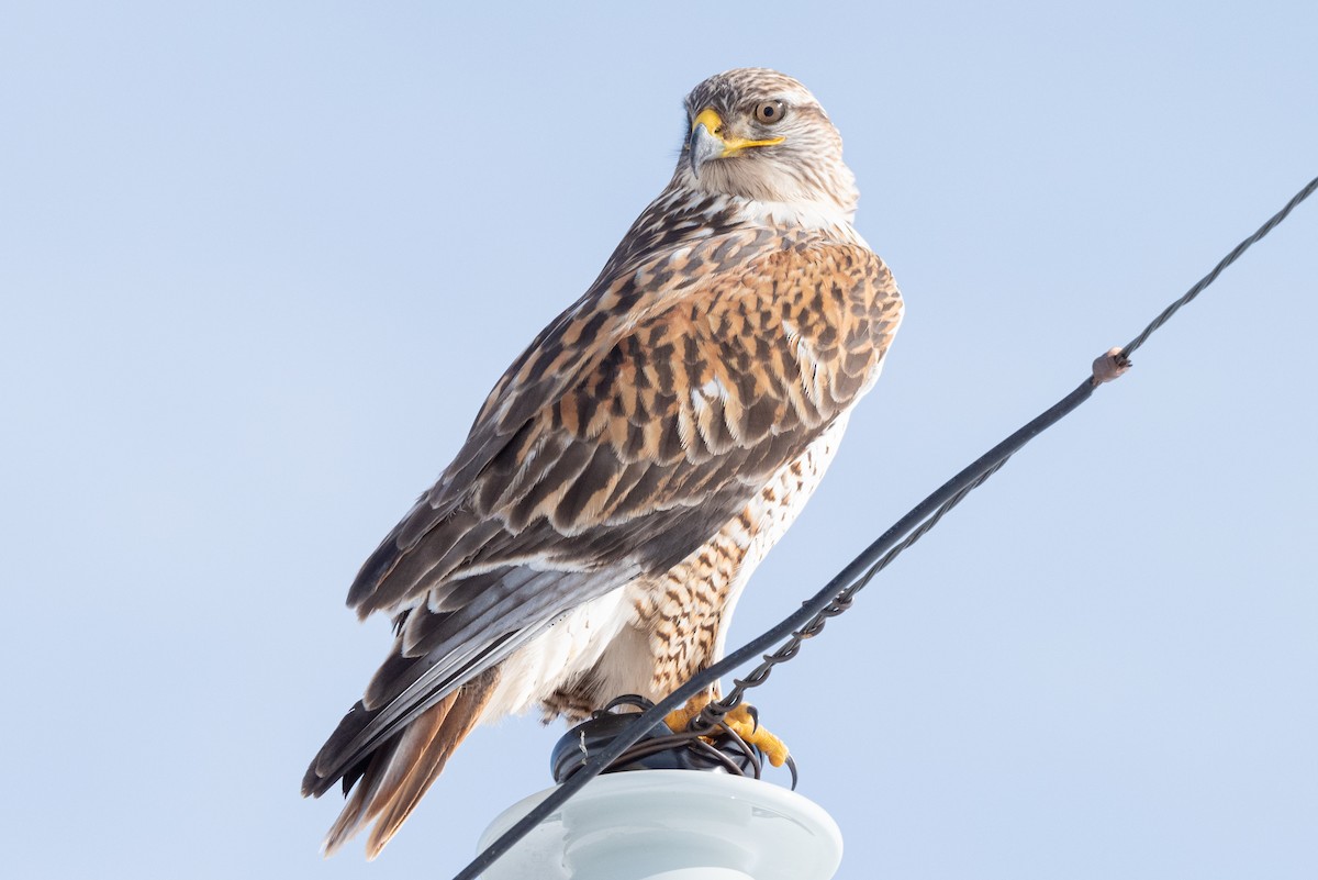 Ferruginous Hawk - ML522013971