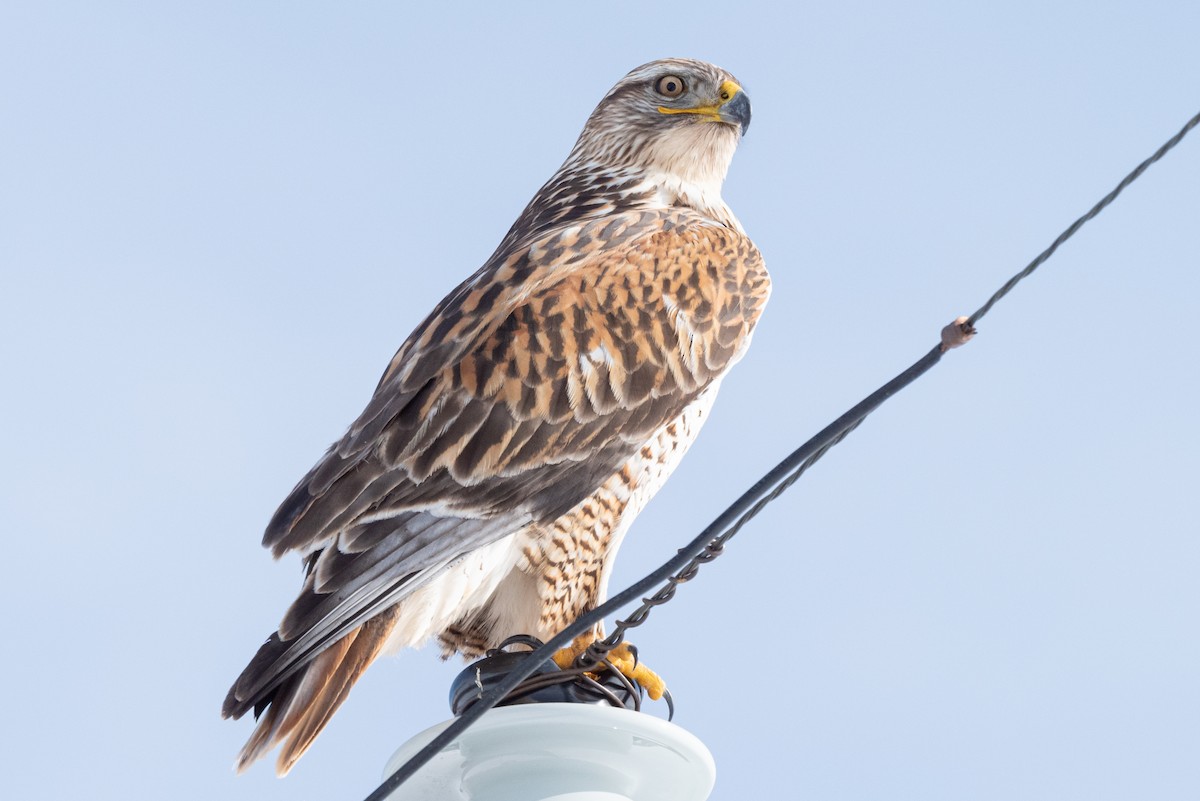 Ferruginous Hawk - ML522014031