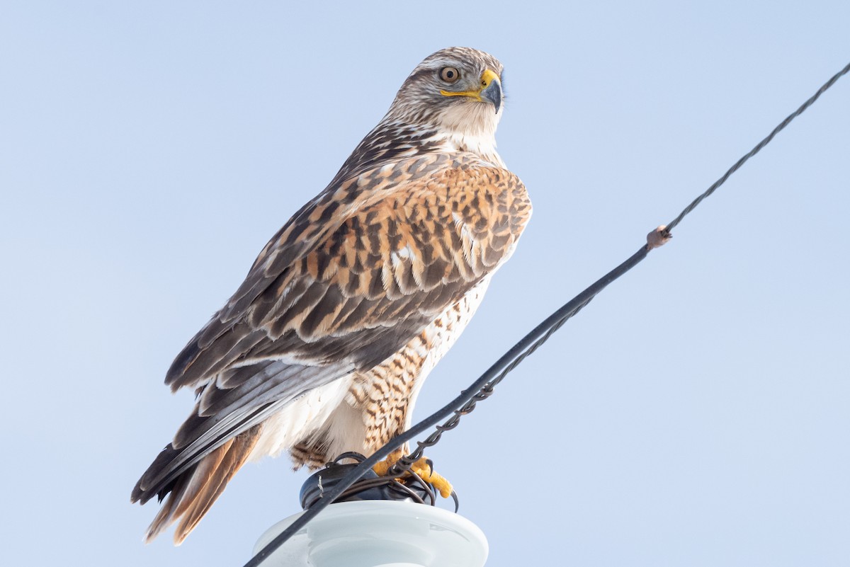 Ferruginous Hawk - ML522014041