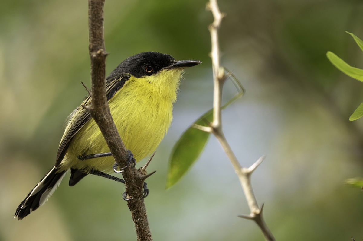 Common Tody-Flycatcher - ML522016661