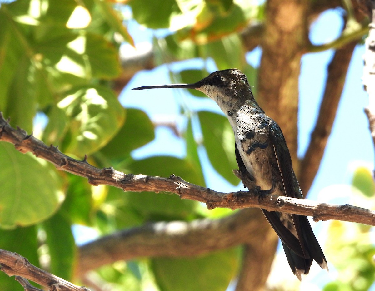 Colibrí de Barbijo - ML522016941