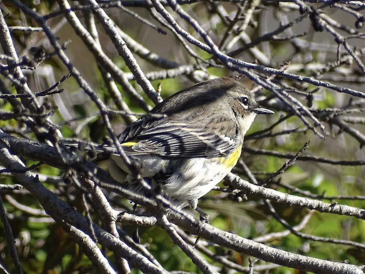 Yellow-rumped Warbler - ML522017261