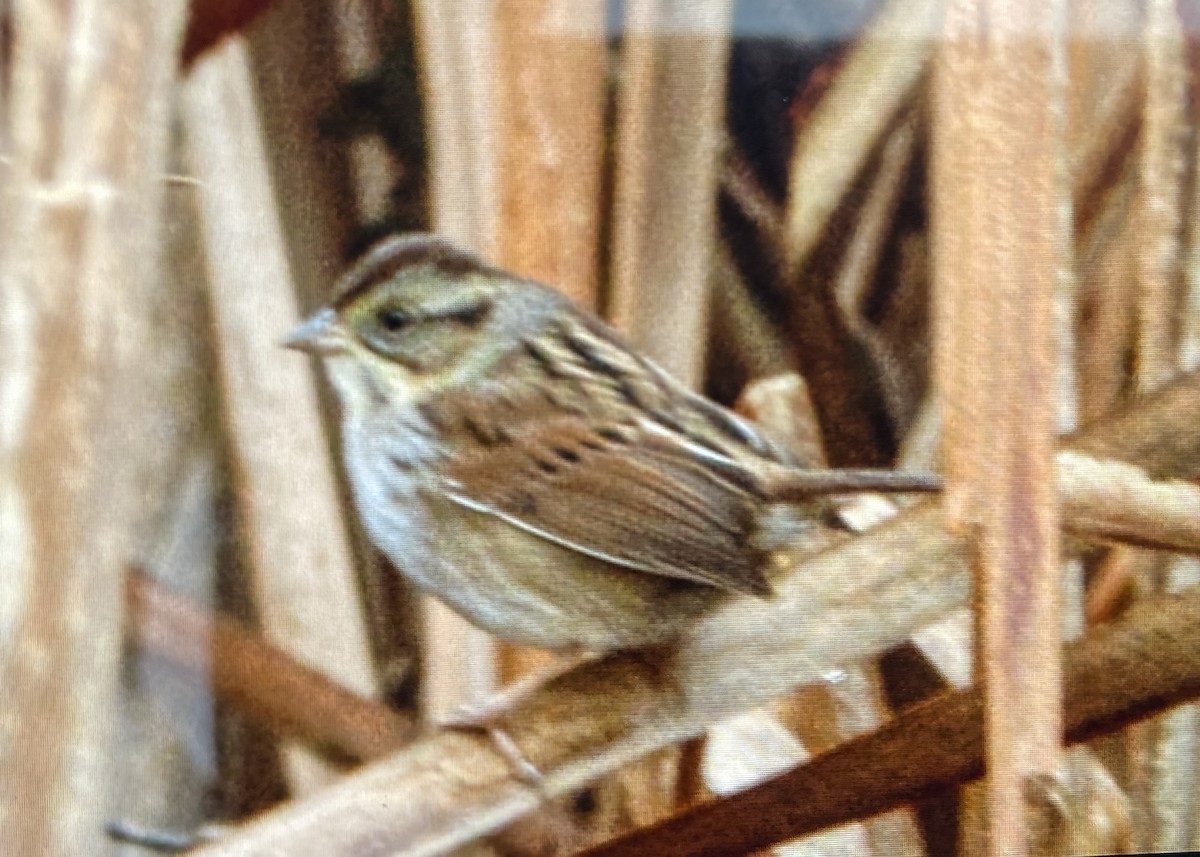 Swamp Sparrow - ML522017351