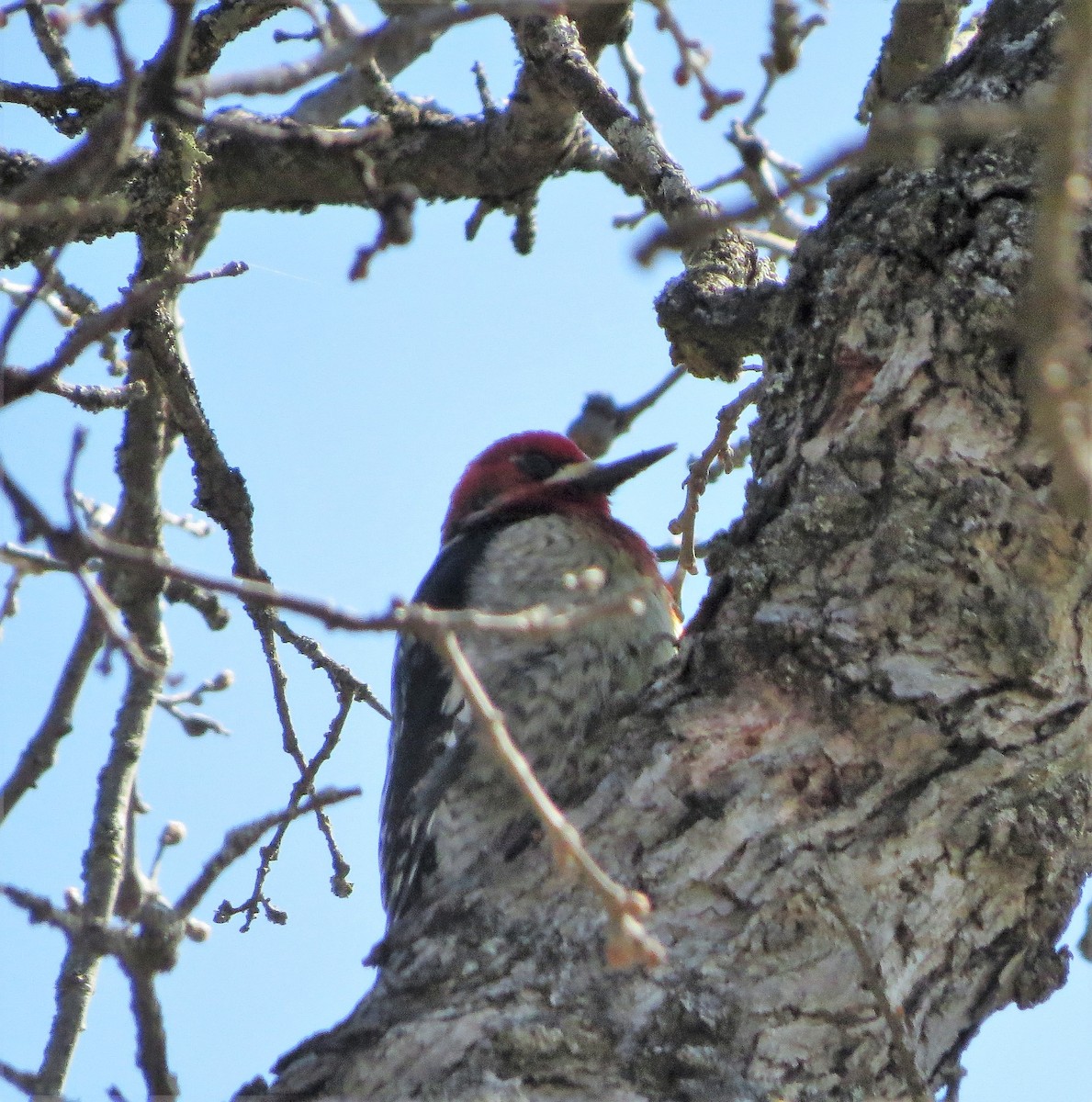 Red-breasted Sapsucker - ML52201741