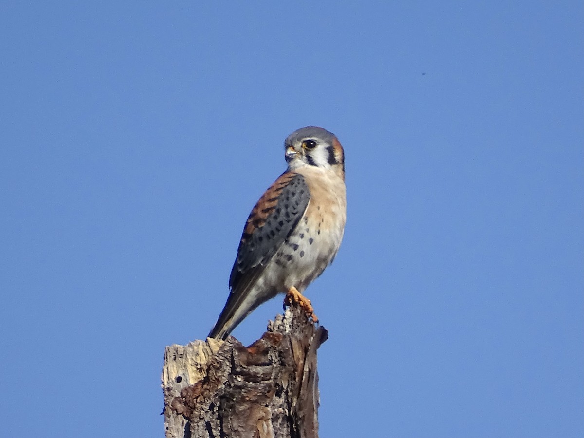 American Kestrel - ML522017451