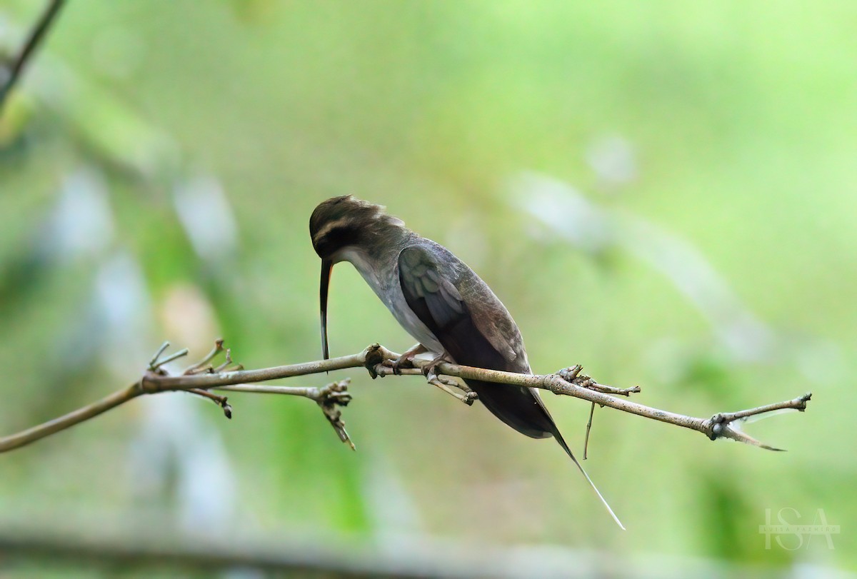 Pale-bellied Hermit - ML522017601