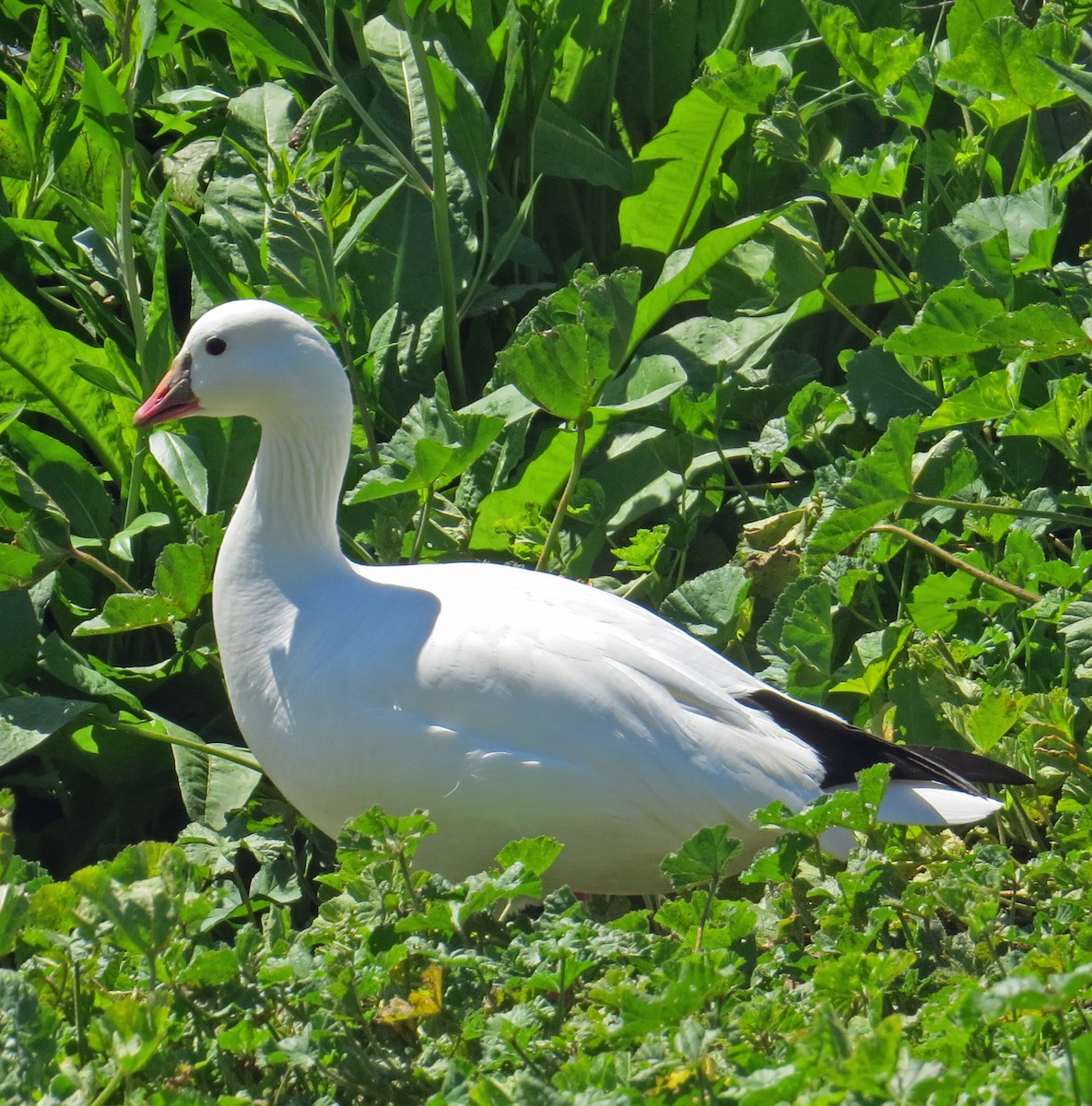 Ross's Goose - ML52201771