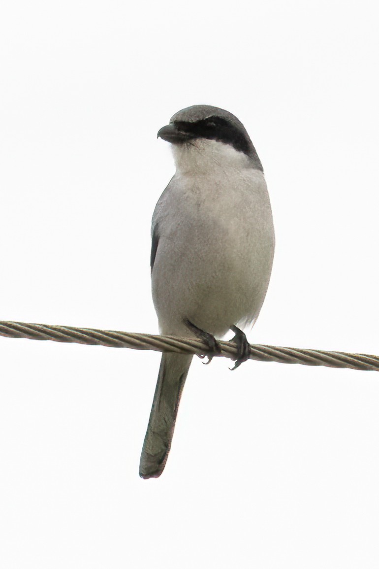 Loggerhead Shrike - Linda Montgomery