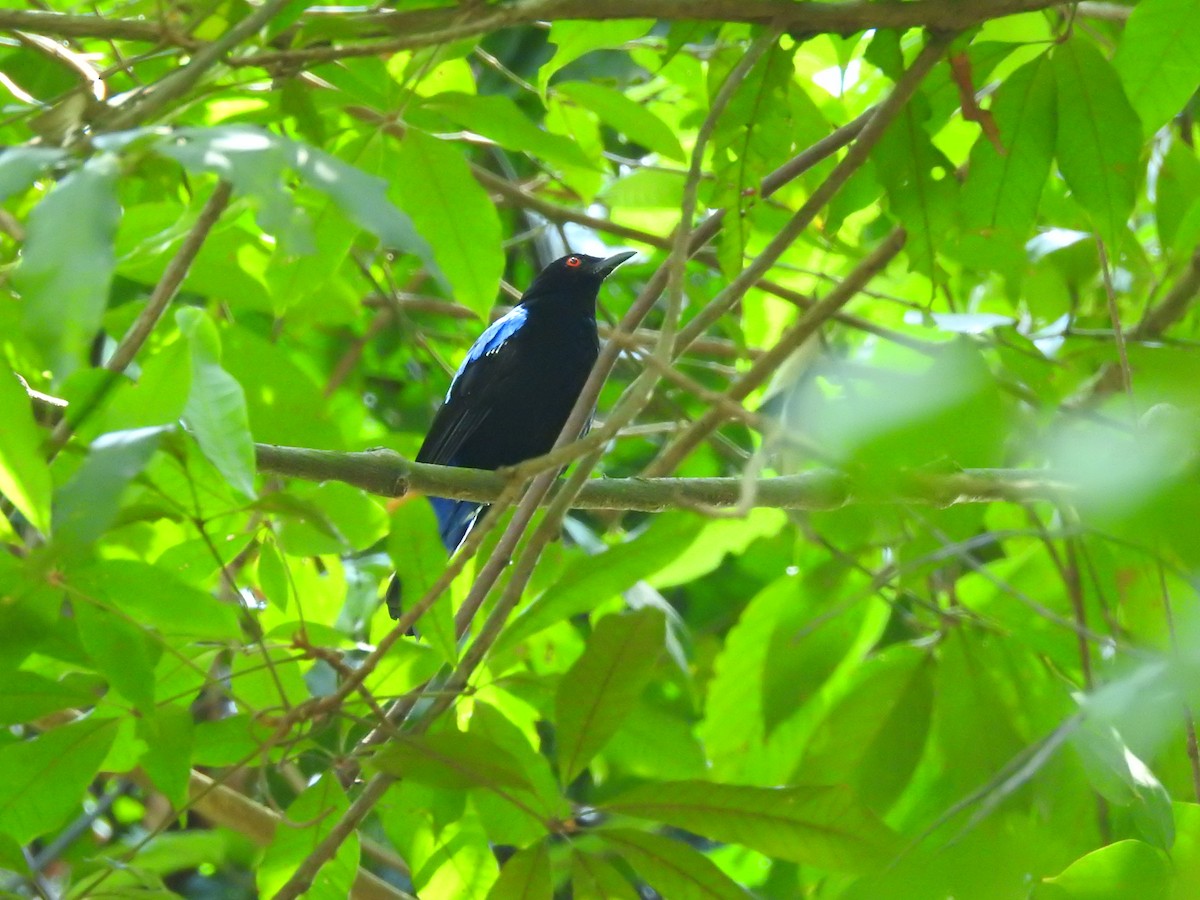 Asian Fairy-bluebird - ML522018831